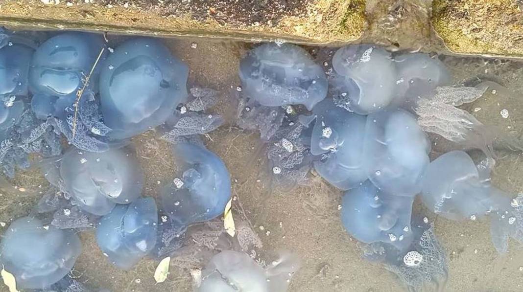 Yüzlercesi sahile vurdu, dokunan anında zehirleniyor! Mavi renklilere sakın yaklaşmayın, ölüm tehlikesi var 34